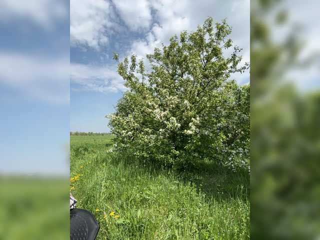 -BAUNTI live cam