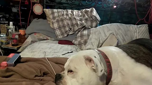 charactrzero live cam