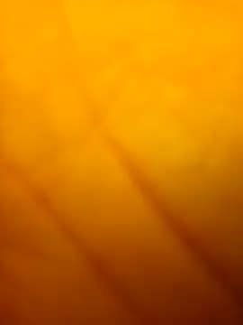 MrGuuDdick77 live cam