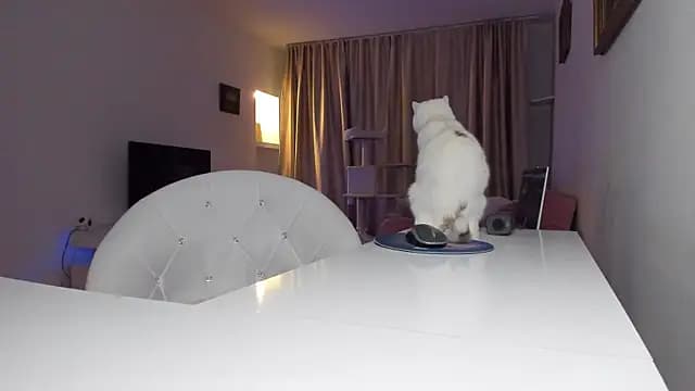 xqueenyasmine live cam on Stripchat