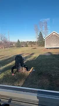 SillyDillyNewfie live cam