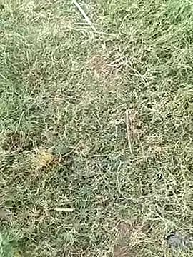 Pitercom live cam
