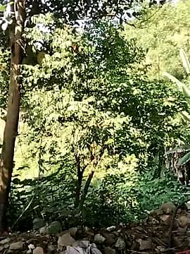 Bianca_Nina live cam