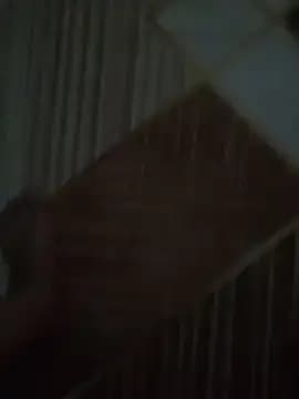 EgyptianHorse live cam