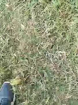 Pitercom live cam