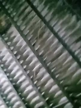 Elizabeo live cam