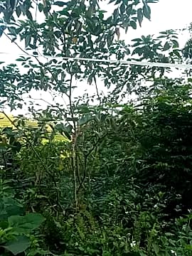 little-effy live cam