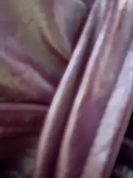 VendiMur live cam