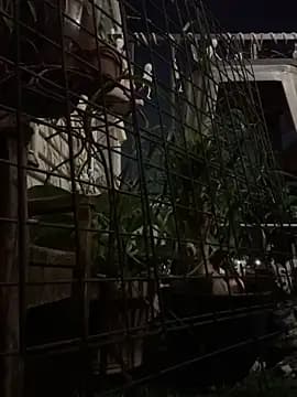 Toxii live cam
