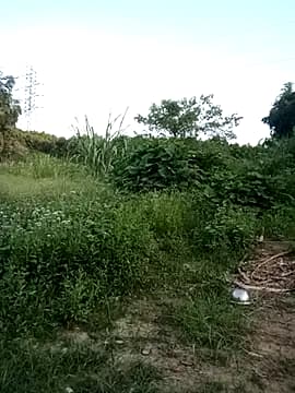 Nana-bibi live cam