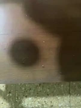 anime221 live cam
