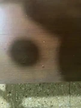 anime221 live cam