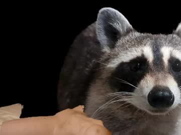 Ryan aka KeylimeRy live cam