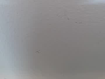 scarlet118082 live cam